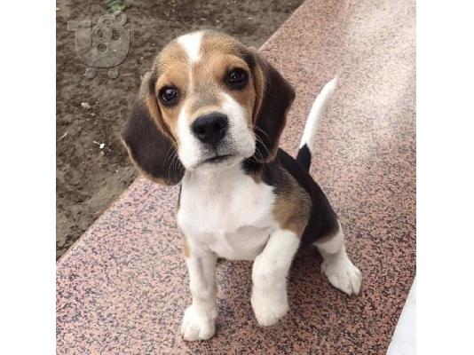 PoulaTo: Όμορφα κουτάβια Beagle